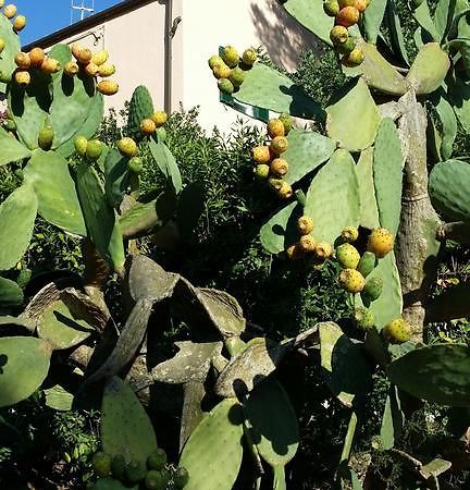 Villa San Giuseppe Porto Azzurro Eksteriør billede
